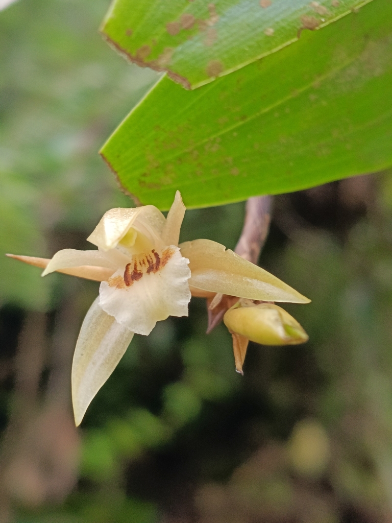 Coelogyne sulcata