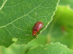 Tricholochmaea cavicollis