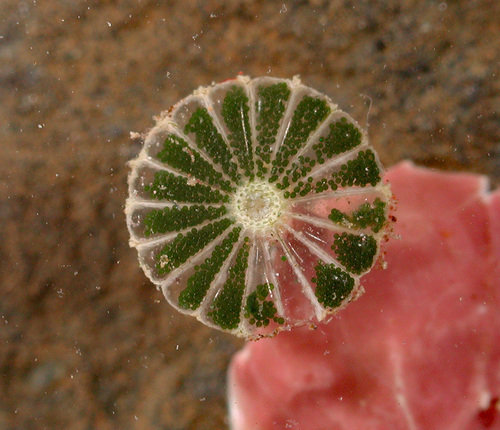 Parvocaulis parvulus, 2010-05-07