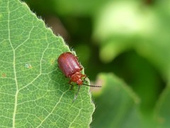 Tricholochmaea cavicollis