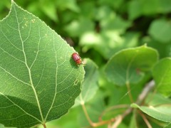 Tricholochmaea cavicollis