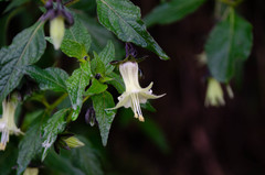 Jaltomata viridiflora