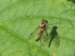 Chrysopilus splendidus