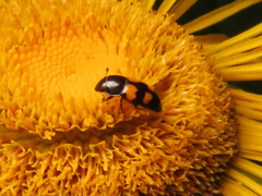 Glischrochilus grandis