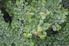 Euptelea polyandra