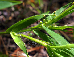 Dichanthelium meridionale