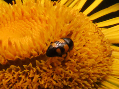 Glischrochilus grandis