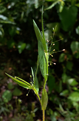 Dichanthelium meridionale