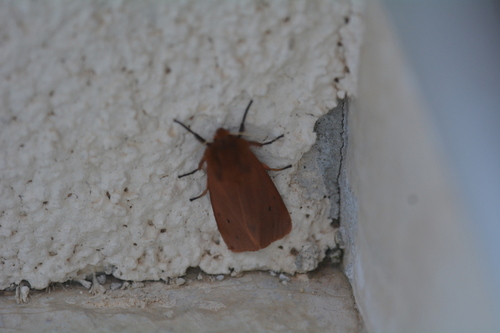 spriadač štiavcový (Phragmatobia fuliginosa)