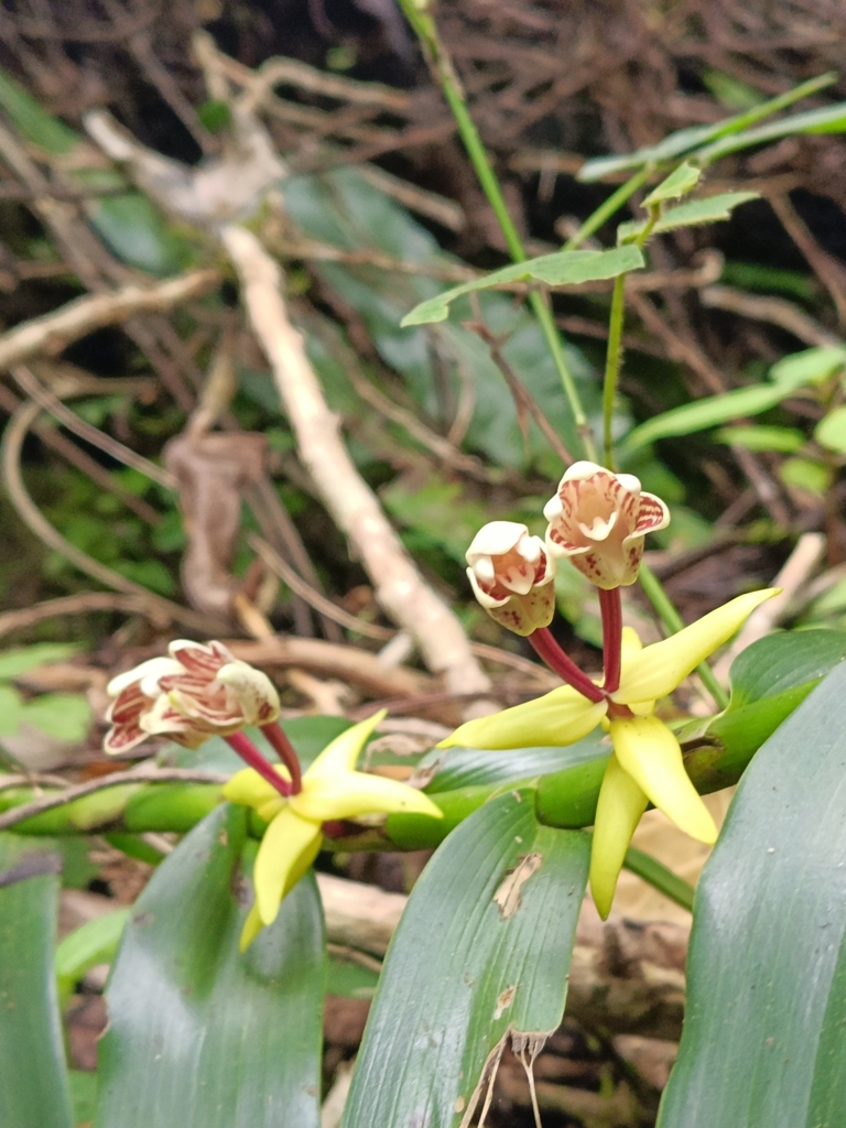 Cylindrolobus datuguinae