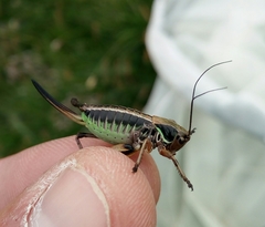 Anonconotus pusillus