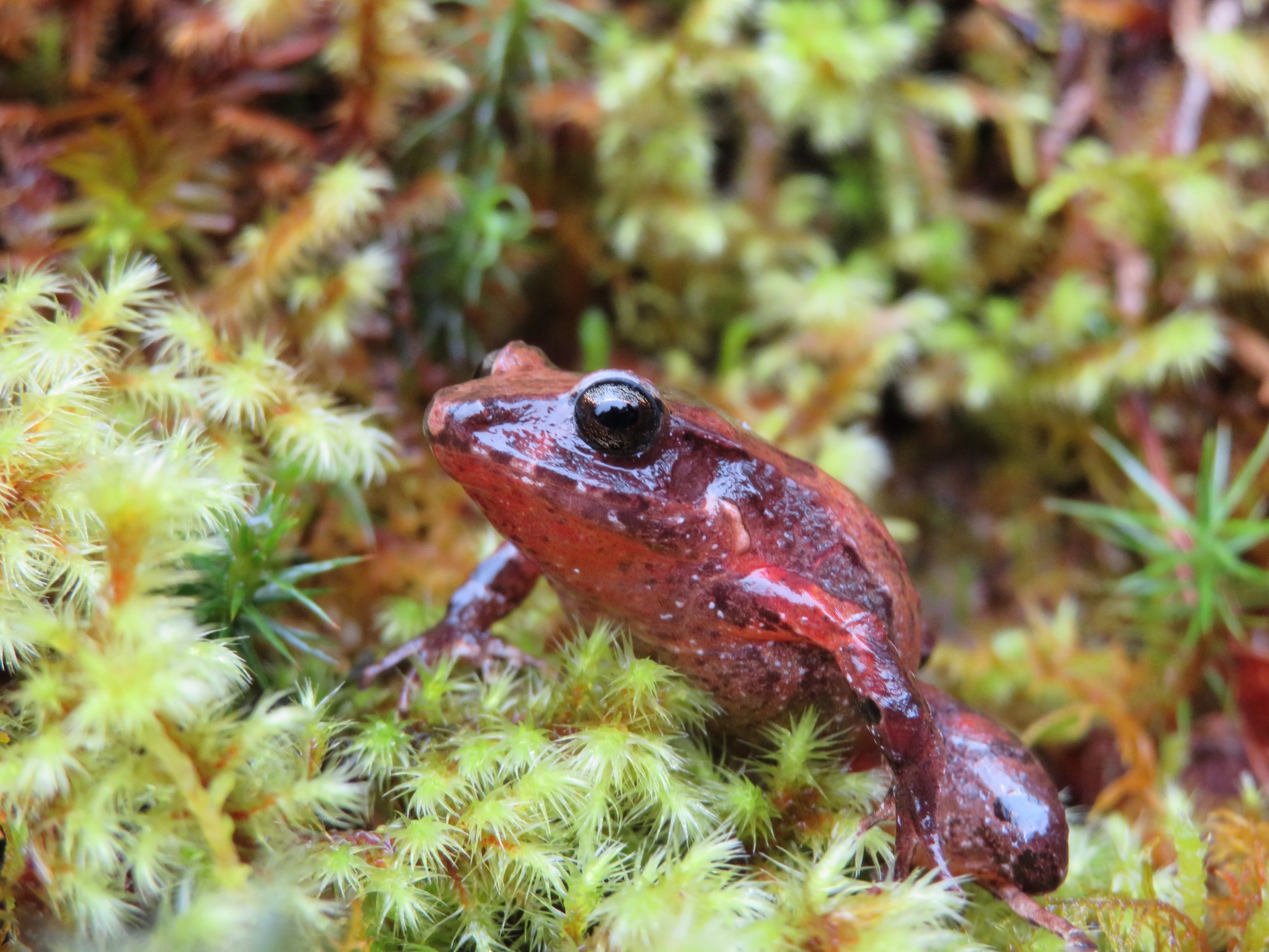 Craugastor podiciferus (Cope, 1875)