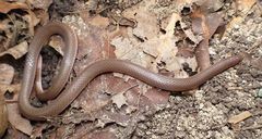 Carphophis amoenus amoenus