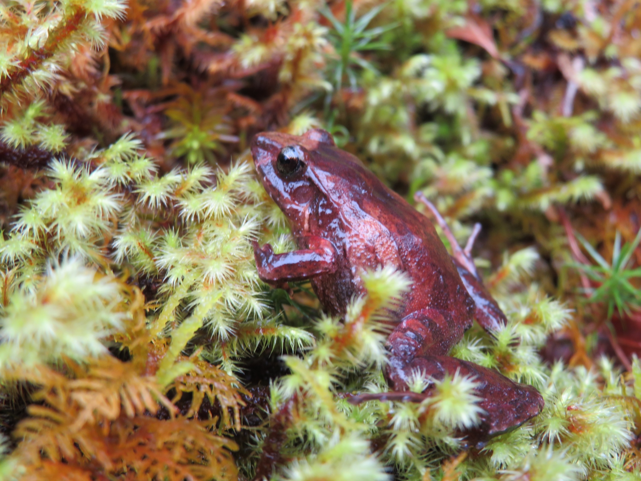 Craugastor podiciferus (Cope, 1875)