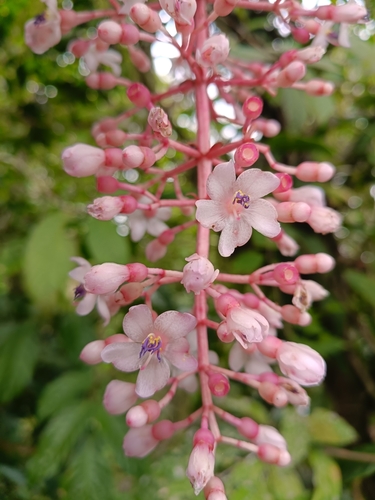 Medinilla clementis observed 2024-12-14