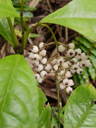 Chloranthus elatior observed 2024-12-14