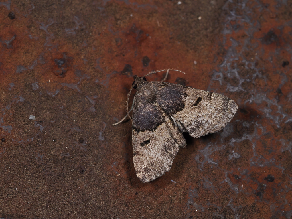 Sinarella punctalis