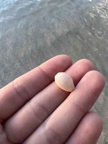 Cypraea helvola hawaiiensis, 2024-12-15