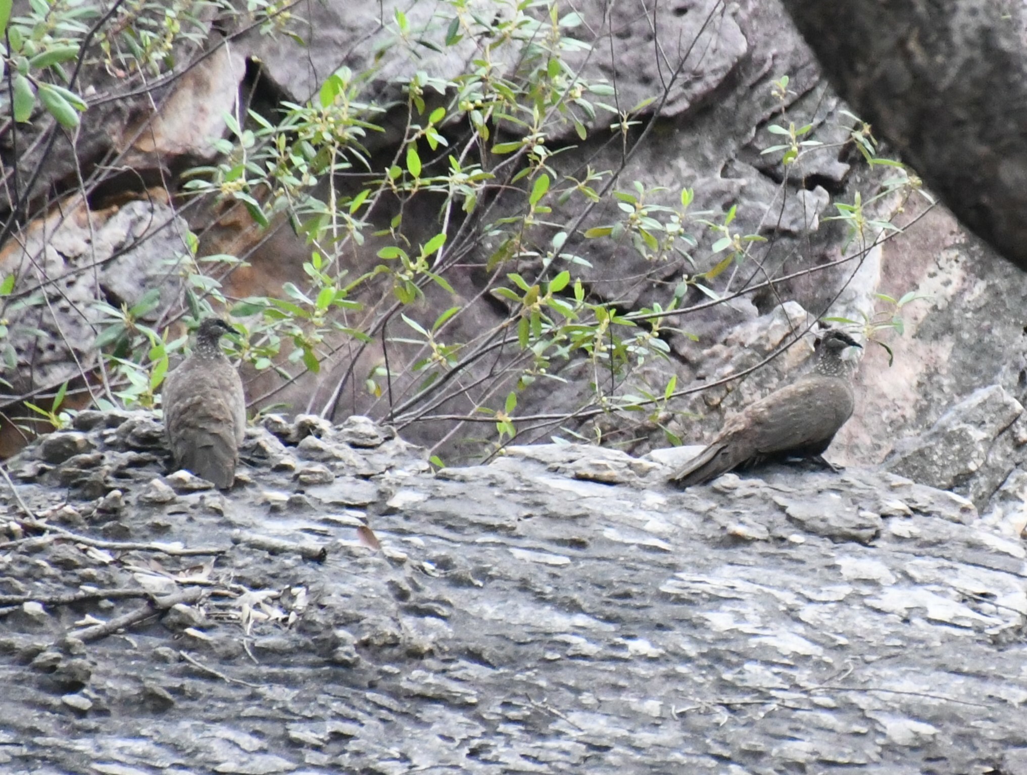 Chestnut-quilled Rock Pigeon (Petrophassa rufipennis), photo 8