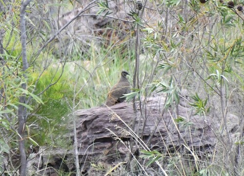 Chestnut-quilled Rock Pigeon (Petrophassa rufipennis), photo 8