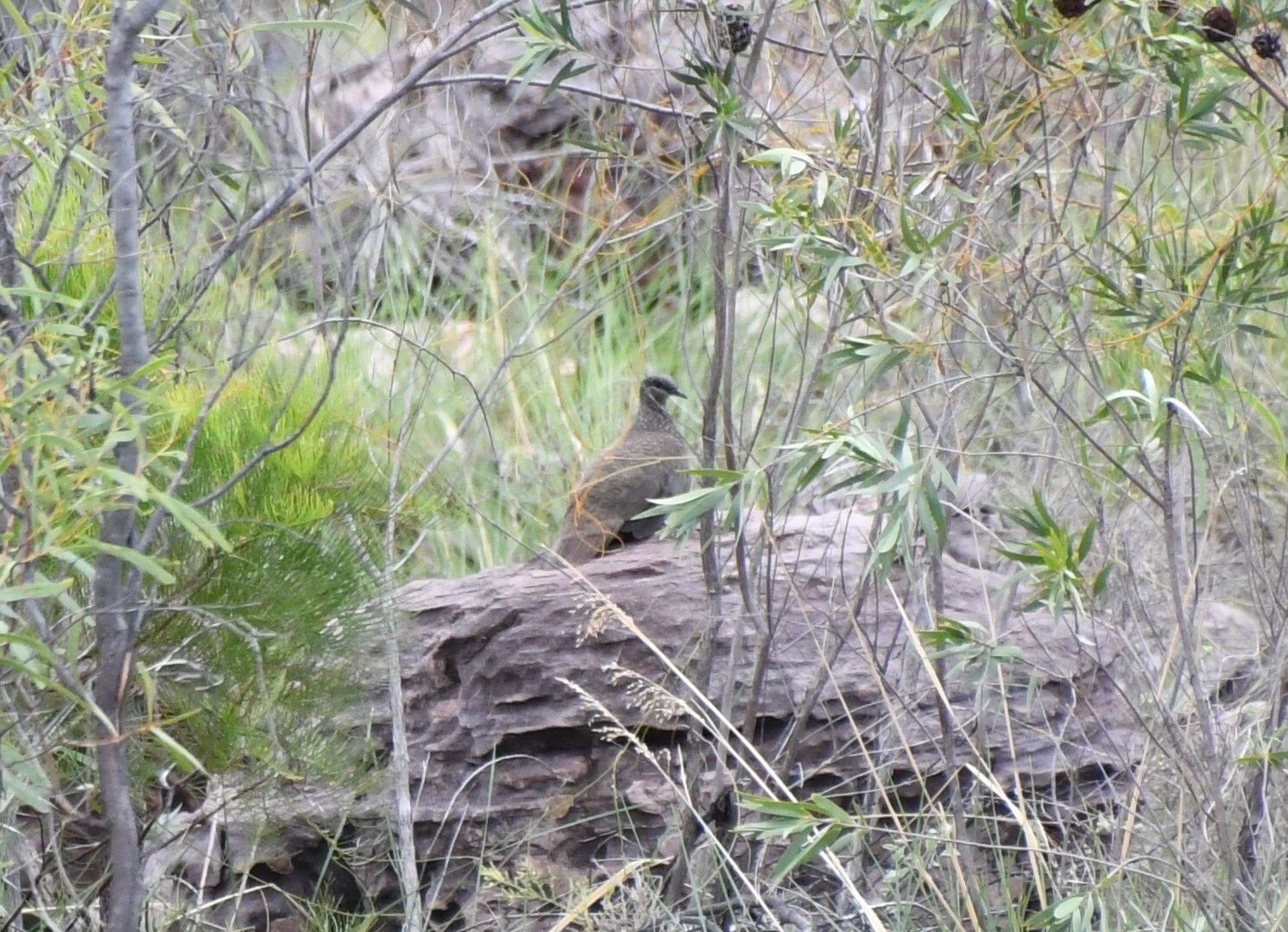 Chestnut-quilled Rock Pigeon (Petrophassa rufipennis), photo 6