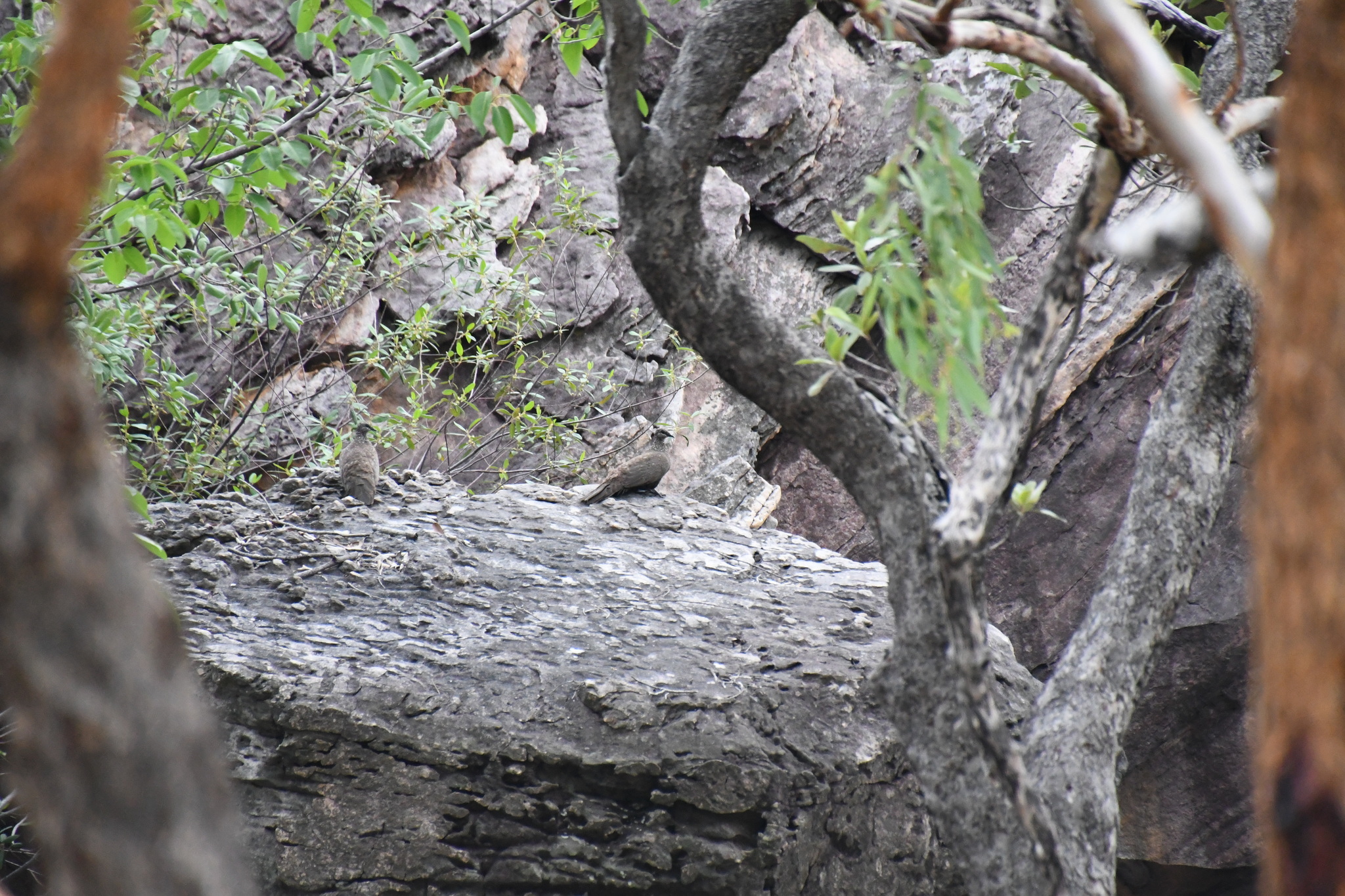 Chestnut-quilled Rock Pigeon (Petrophassa rufipennis), photo 9
