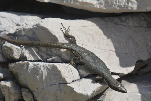 Mosor rock lizard., Dinarolacerta mosorensis