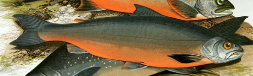 Arctic Char