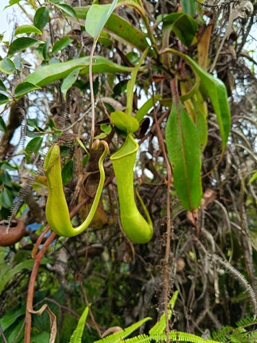 Nepenthes tboli