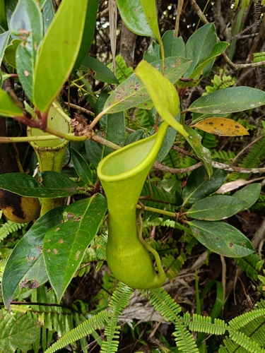 Nepenthes tboli
