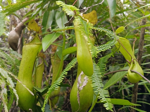 Nepenthes tboli