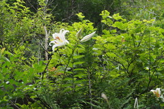 Lilium auratum