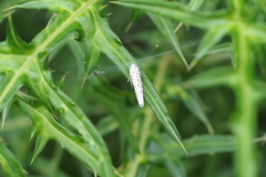 Yponomeuta kanaiellus