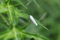 Yponomeuta kanaiellus