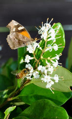 Libytheana carinenta