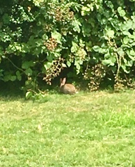 Oryctolagus cuniculus