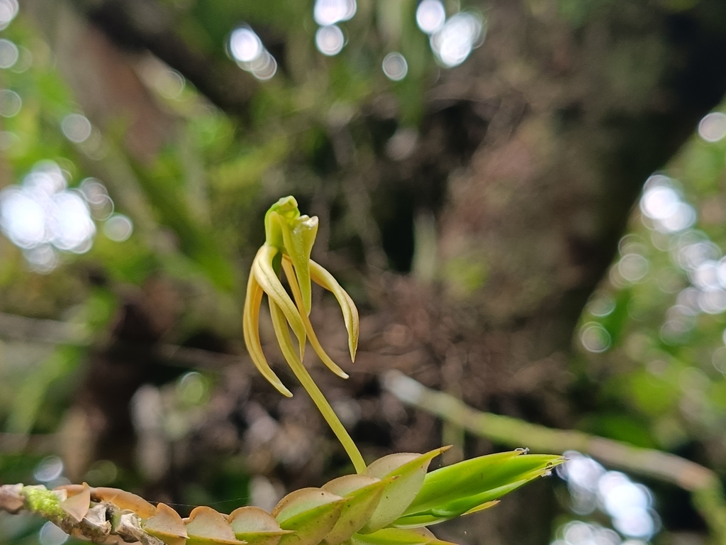 Liparis philippinensis