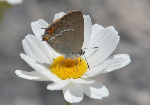 ostrôžkár malý (Satyrium acaciae)