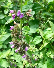Ballota nigra
