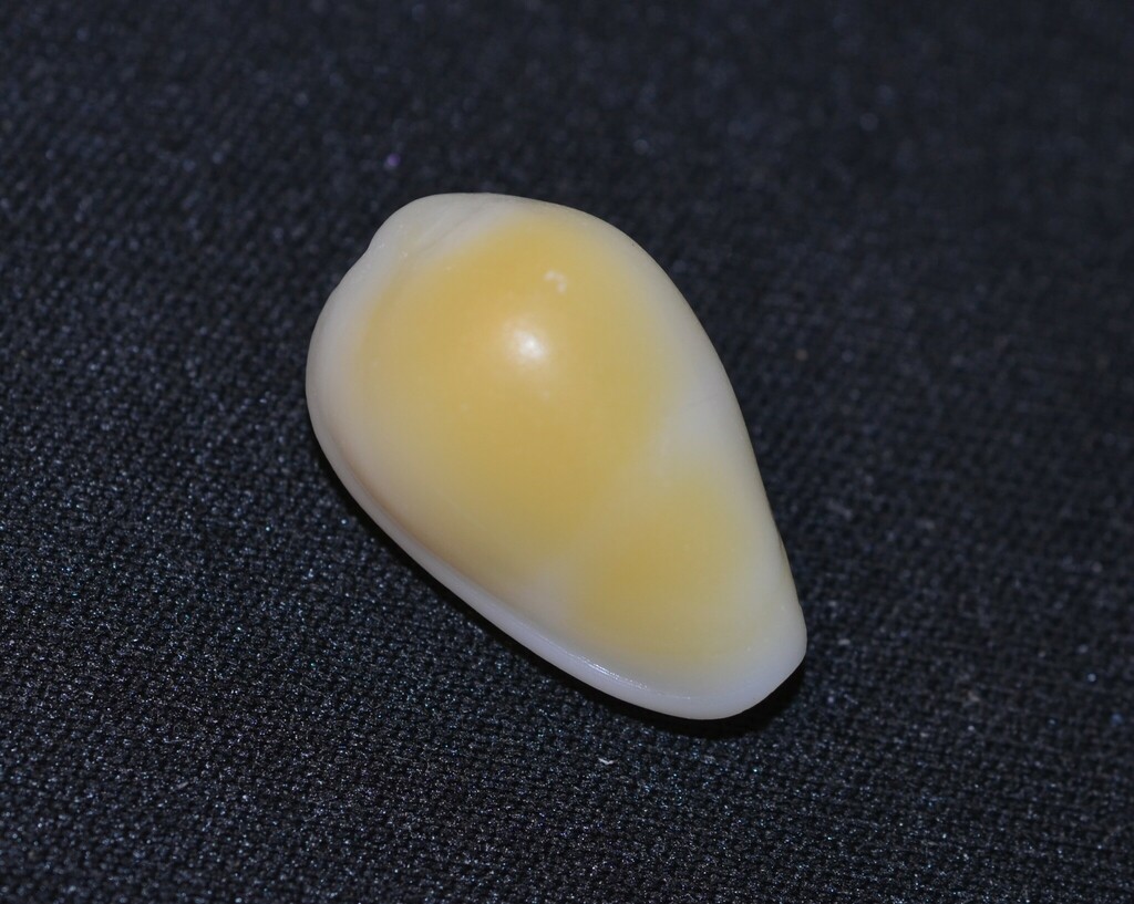 orange marginella