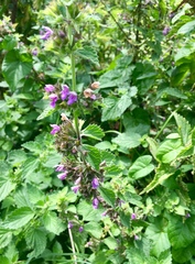 Ballota nigra