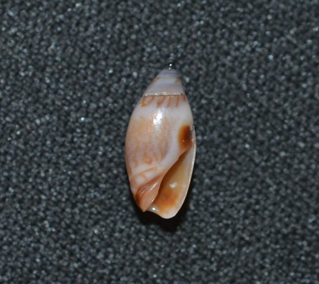 variable dwarf olive