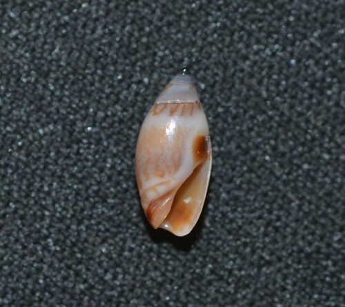 variable dwarf olive