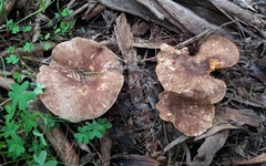 Leucopaxillus eucalyptorum