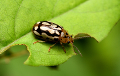 Phola octodecimguttata