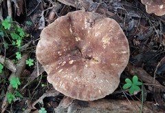 Leucopaxillus eucalyptorum