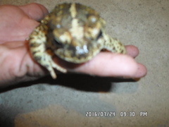 Incilius occidentalis