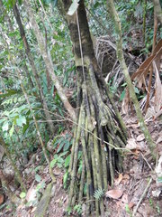 Iriartea deltoidea