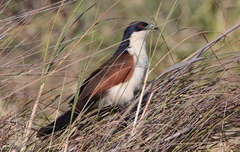 Centropus cupreicaudus