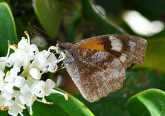Libytheana carinenta